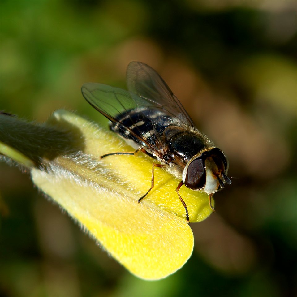 Pied Hover Fly (Scaeva pyrastri)