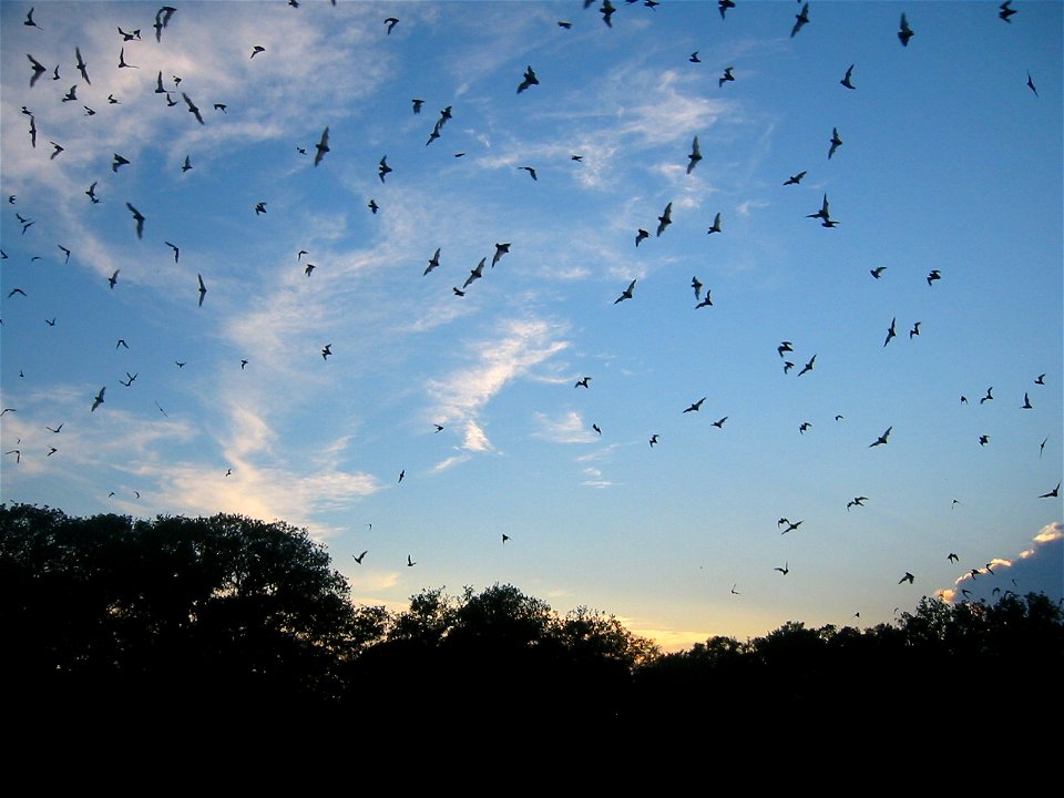 Bat emergence_2