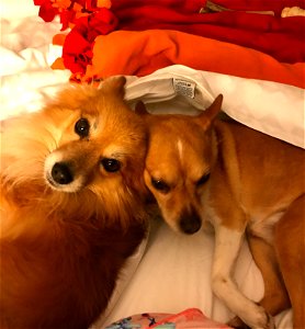 Bandit Mellow Chihuahua Dogs