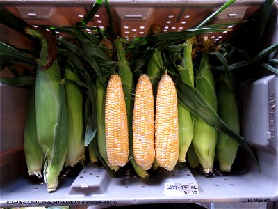 PD1-BARE-CE-marketable-ears-r2