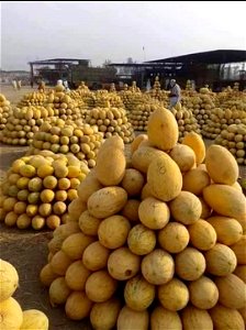 Kharbooza (Melons) of Kulachi Dera Ismail Khan  Khyber Pakhtunkhwa Pakistan KPK 1