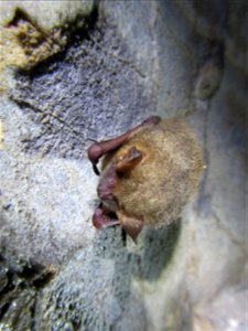 Tricolored bat (Perimyotis subflavus) resting on cave wall_3