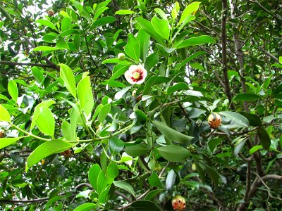 Clusia lanceolata Cambess.