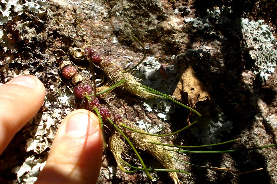 Isabelia virginalis