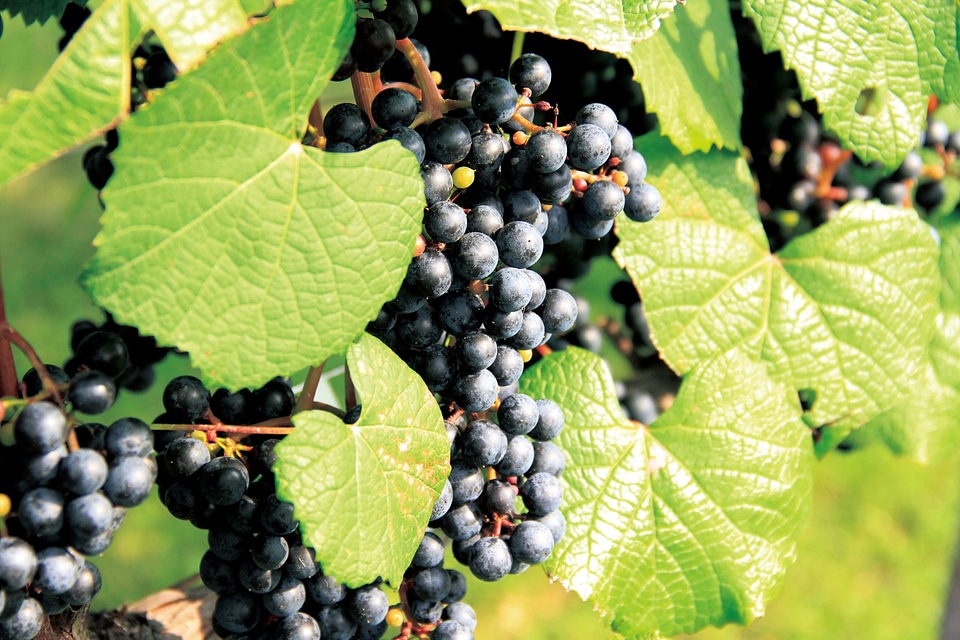 purple red grapes with green leaves on the vine