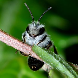 Mining Bee (Andrena sp.) photo
