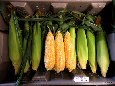 PD1-BARE-FC-marketable-ears