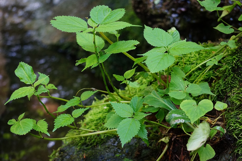 A small river surrounded by rocks and green plants