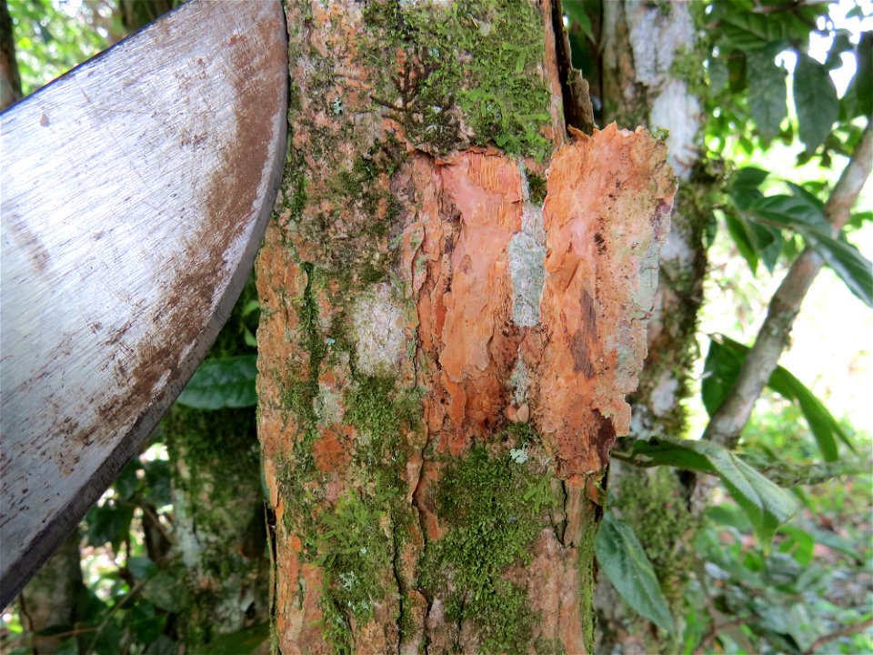 Campomanesia hirsuta Gardner