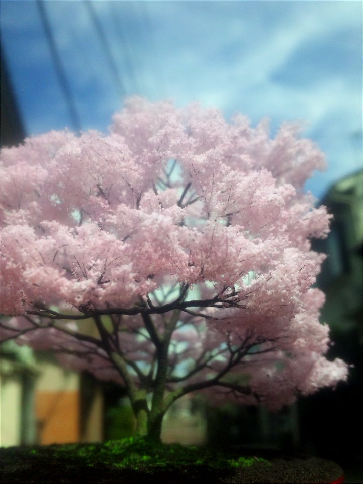 桜の模型№,11