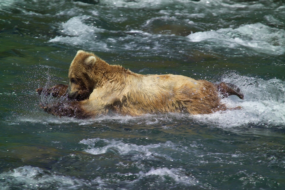 Young bear learning to catch salmon