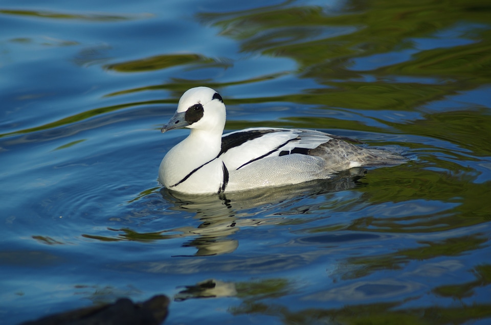 Male of Smew - Mergellus albellus