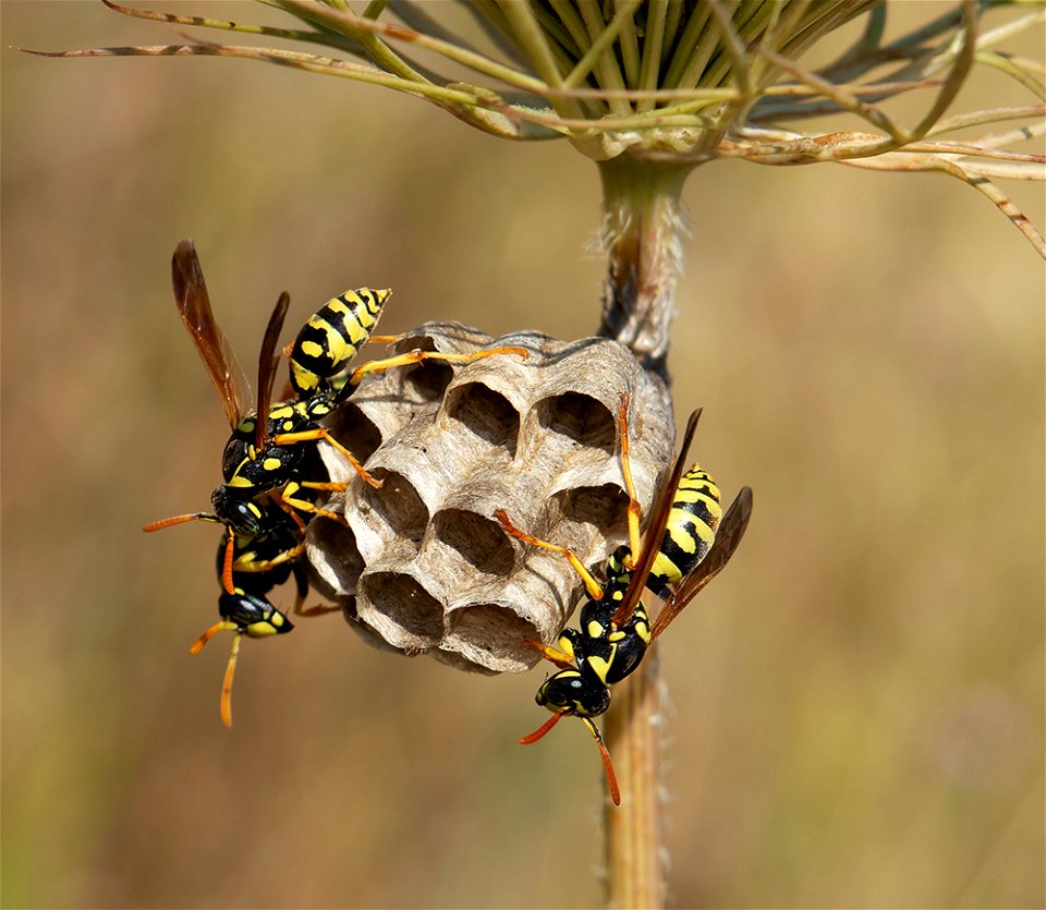 Polistes mongolicus