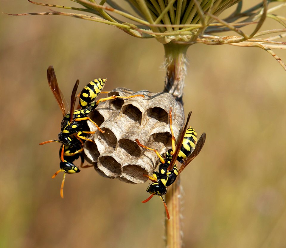 Polistes mongolicus photo