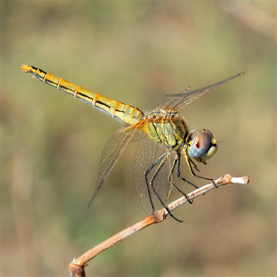 Red-Veined Darter