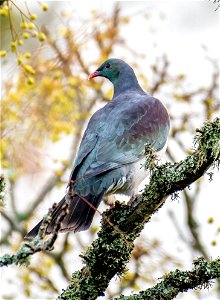 IMG_6117