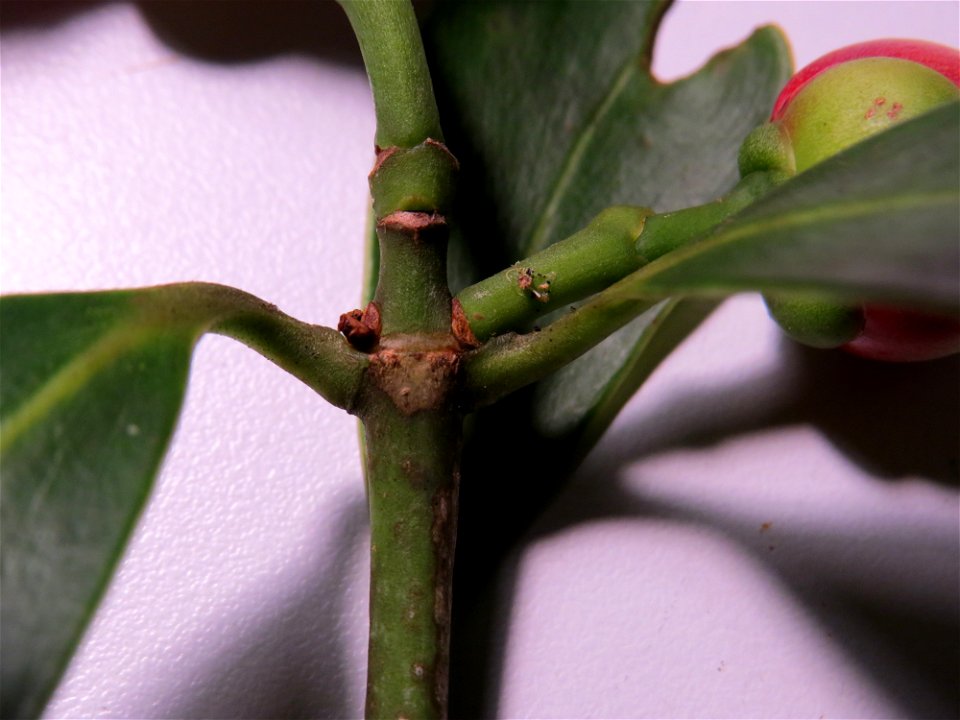 Clusia lanceolata Cambess.