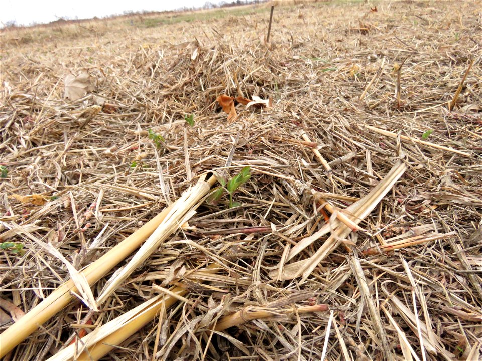 field-pea-CU photo