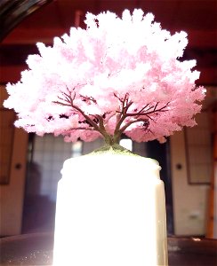 桜の模型№,17 photo