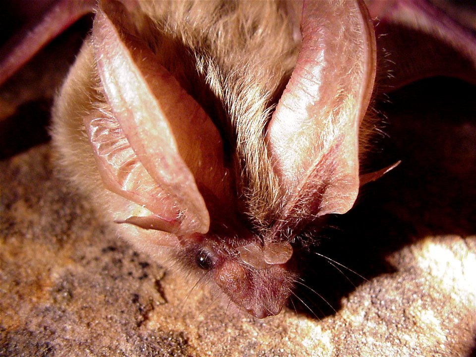Idionycteris phyllotis