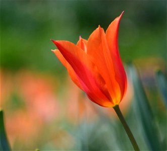 Stratford Ontario ~ Canada ~ Rose Tulip ~ Botanical Garden photo