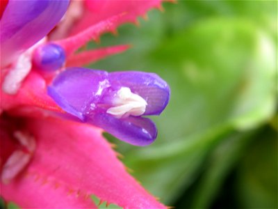 Aechmea fasciata (Lindl.) Baker