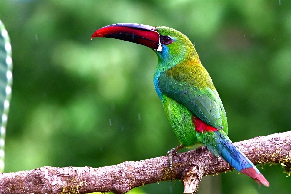 Aulacorhynchus haematopygus - Tucancito rabirrojo