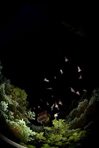 Little brown bat bat box emergence - by Jordi Segers