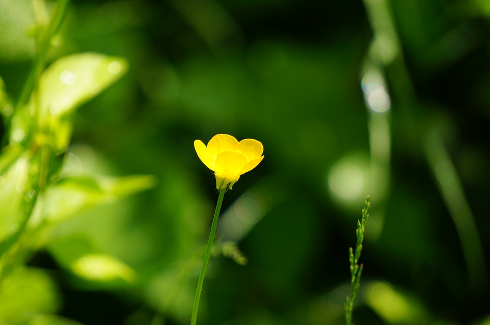 Wildflower on Appalachian Trail MD