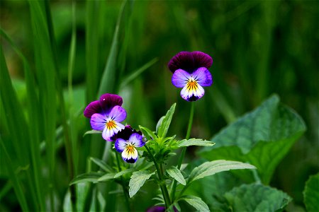 Garden Flowers, Violet Pansies 2