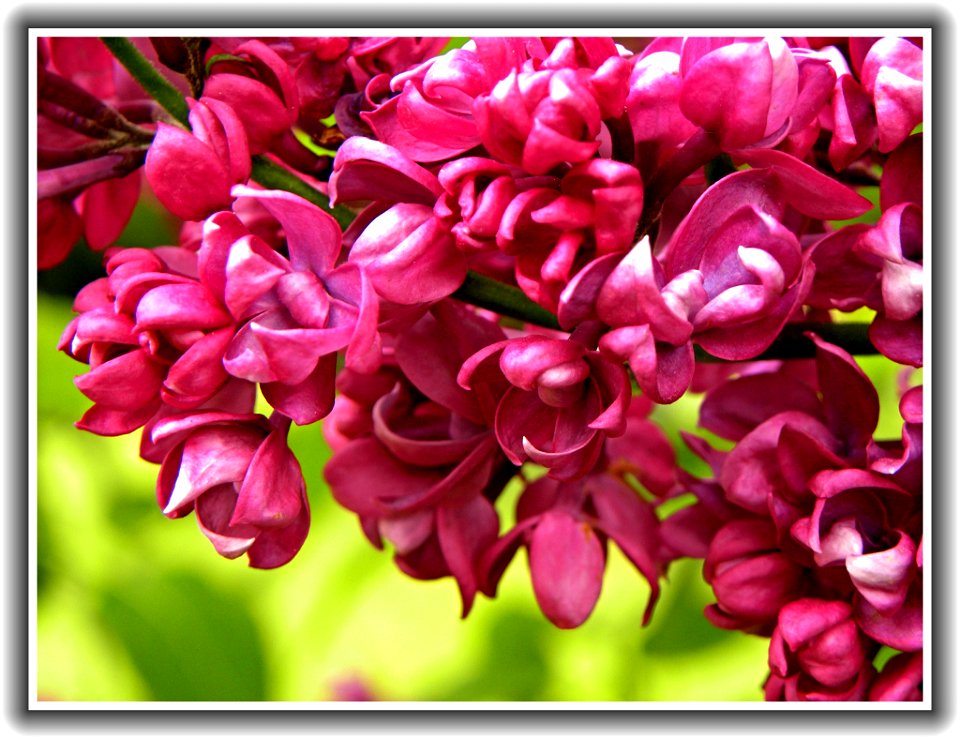 Lilac Festival ~ Rochester NY