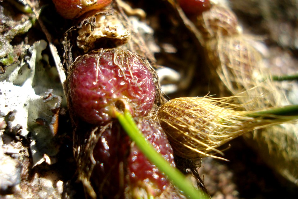 Isabelia virginalis