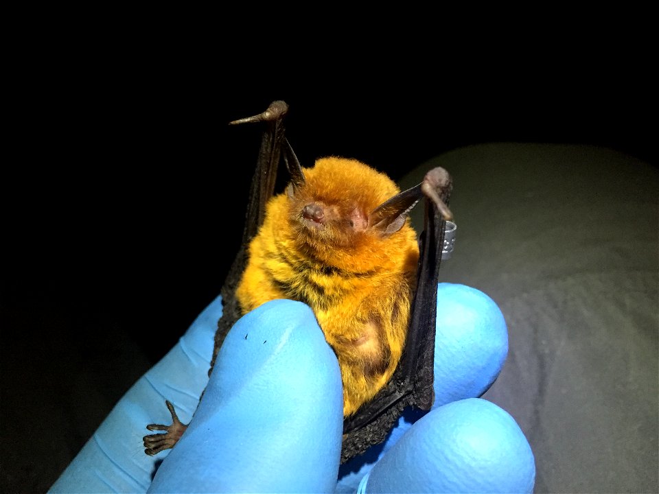 Lactating Southeastern myotis (Myotis austroriparius)