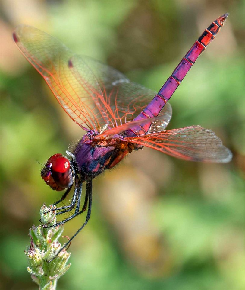 Violet Dropwing (Trithemis annulata)