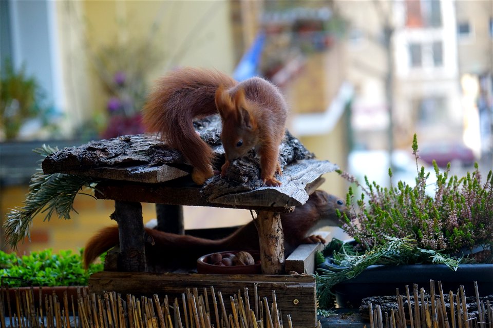 nibbling wood and plants
