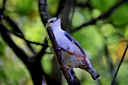 Morning Walk Through Local Forest, White Breasted Nuthatch