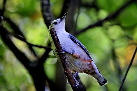 Morning Walk Through Local Forest, White Breasted Nuthatch photo