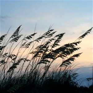 Sea oats silhouette photo