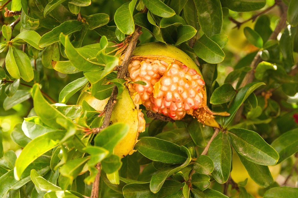 A ripe pomegranate on a tree - Punica granatum