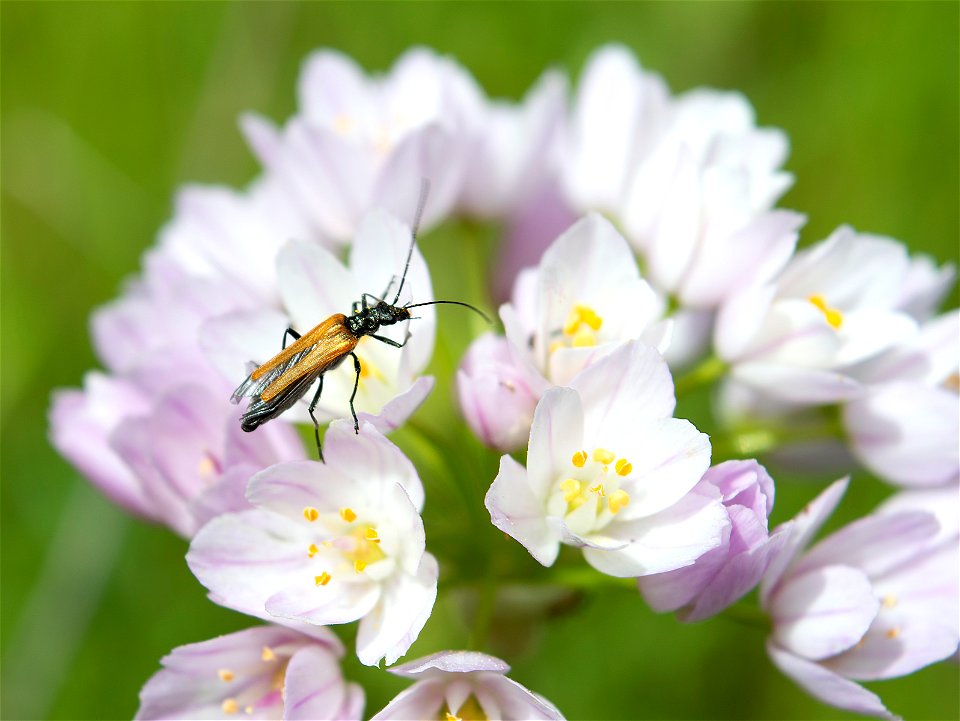 Oedemera femorata photo