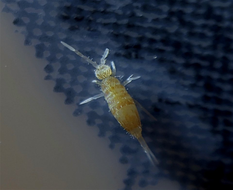 S. curviseta? Eyespot attempt
