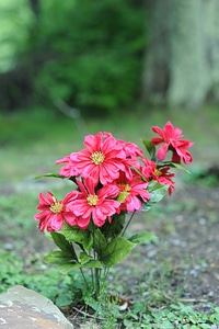 Dolly Sods wild Flowers