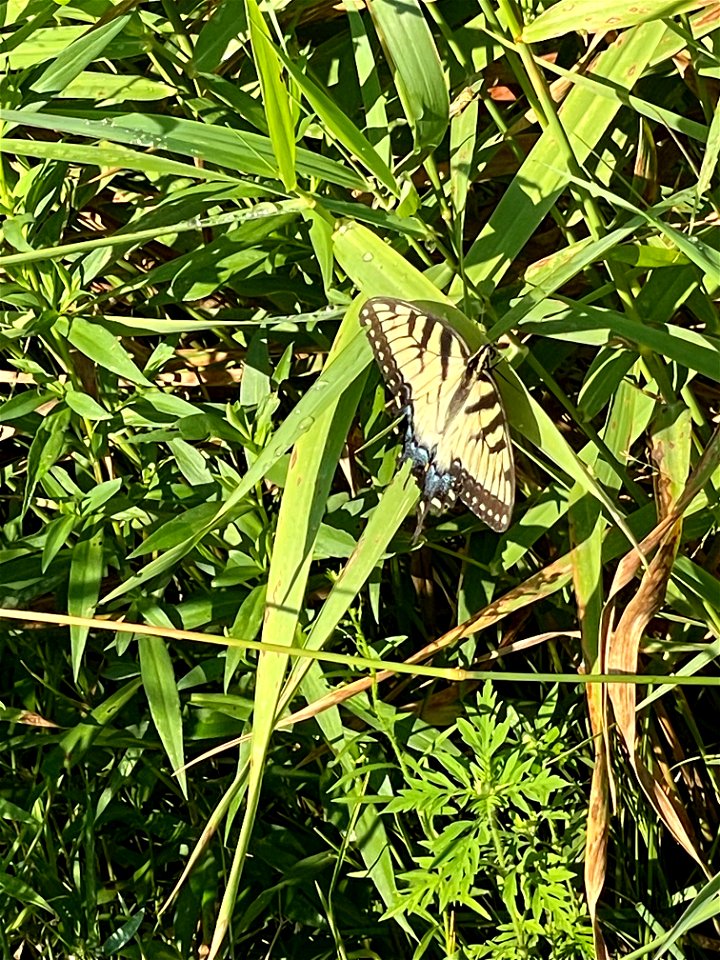 Crow Wing River park Minnesota 2022 Aug