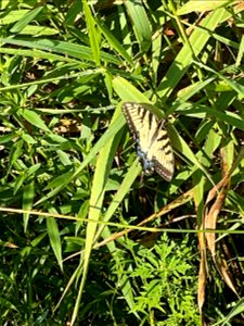 Crow Wing River park Minnesota 2022 Aug