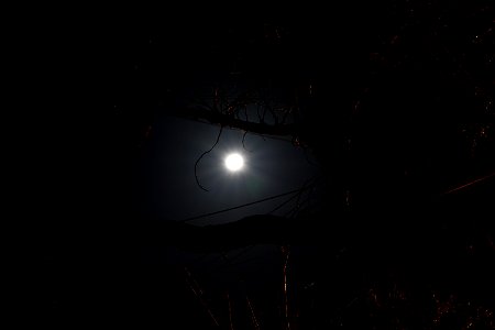 Moon Light through The Tree