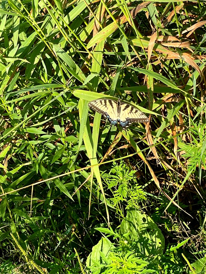 Crow Wing River park Minnesota 2022 Aug