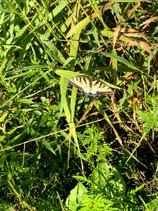 Crow Wing River park Minnesota 2022 Aug