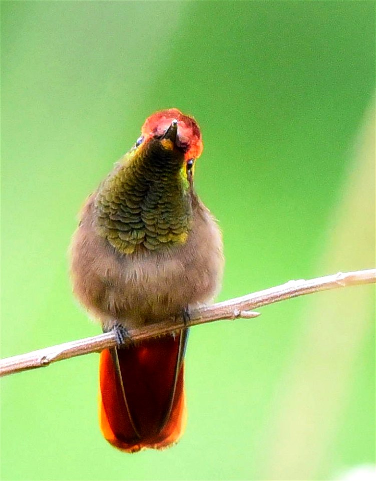 Chrysolampis mosquitus - Colibrí cabeza de rubí