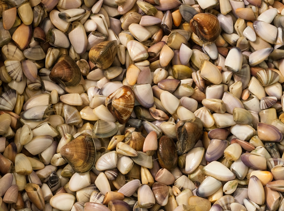 variety of sea shells from beach