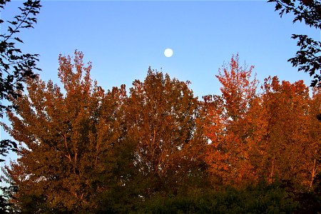 Fall Colours, Moon Overlooking Tree Canopy photo